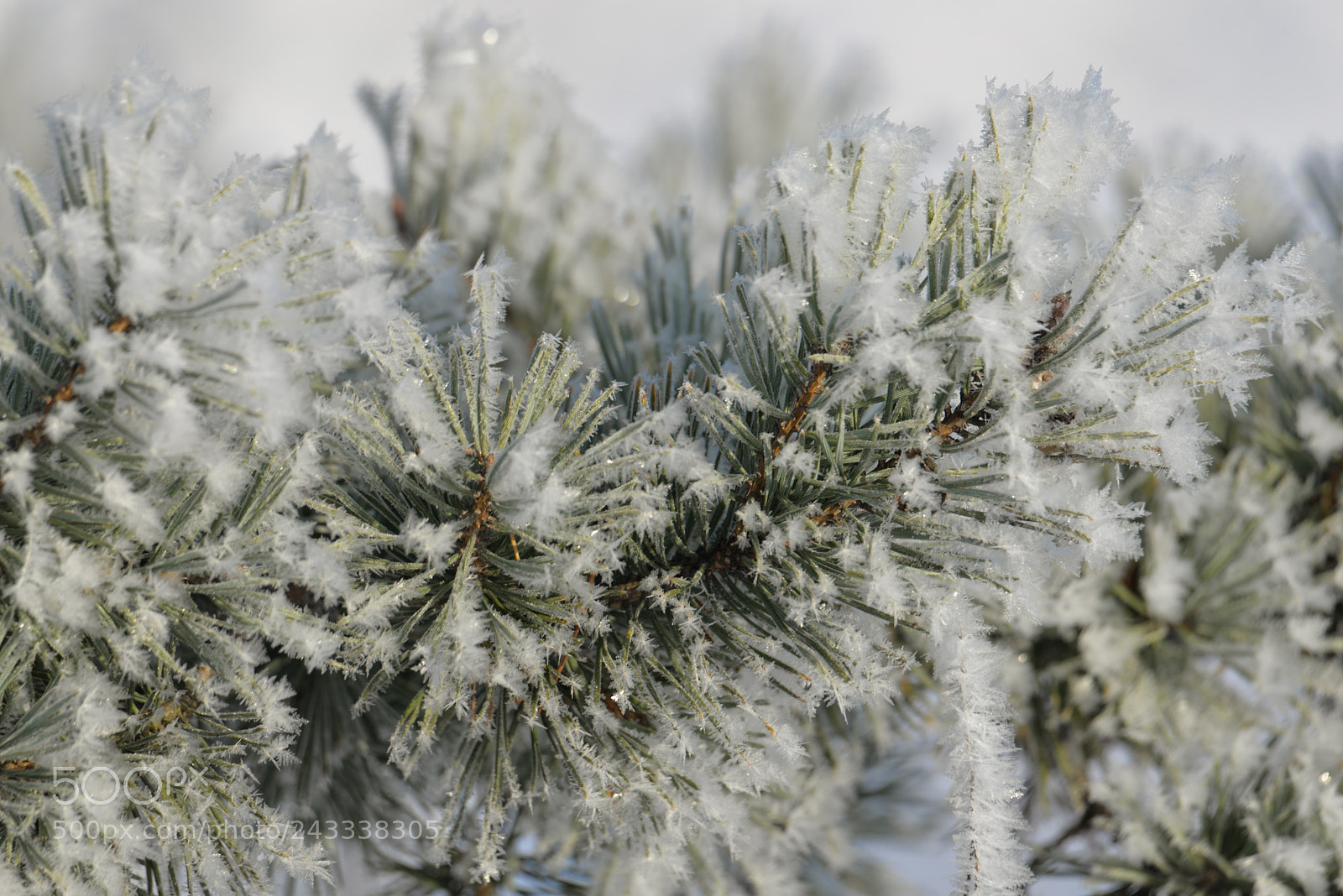 Nikon D610 sample photo. Powder snow photography
