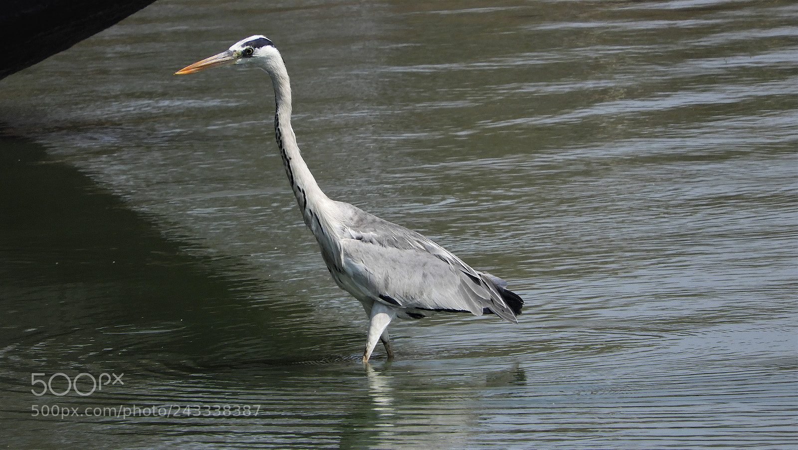 Nikon Coolpix B700 sample photo. Grey heron photography