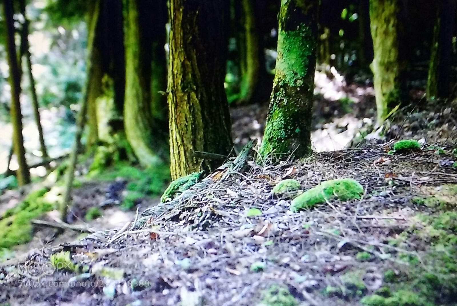 Samsung Galaxy Core Prime sample photo. Moss in the forest photography