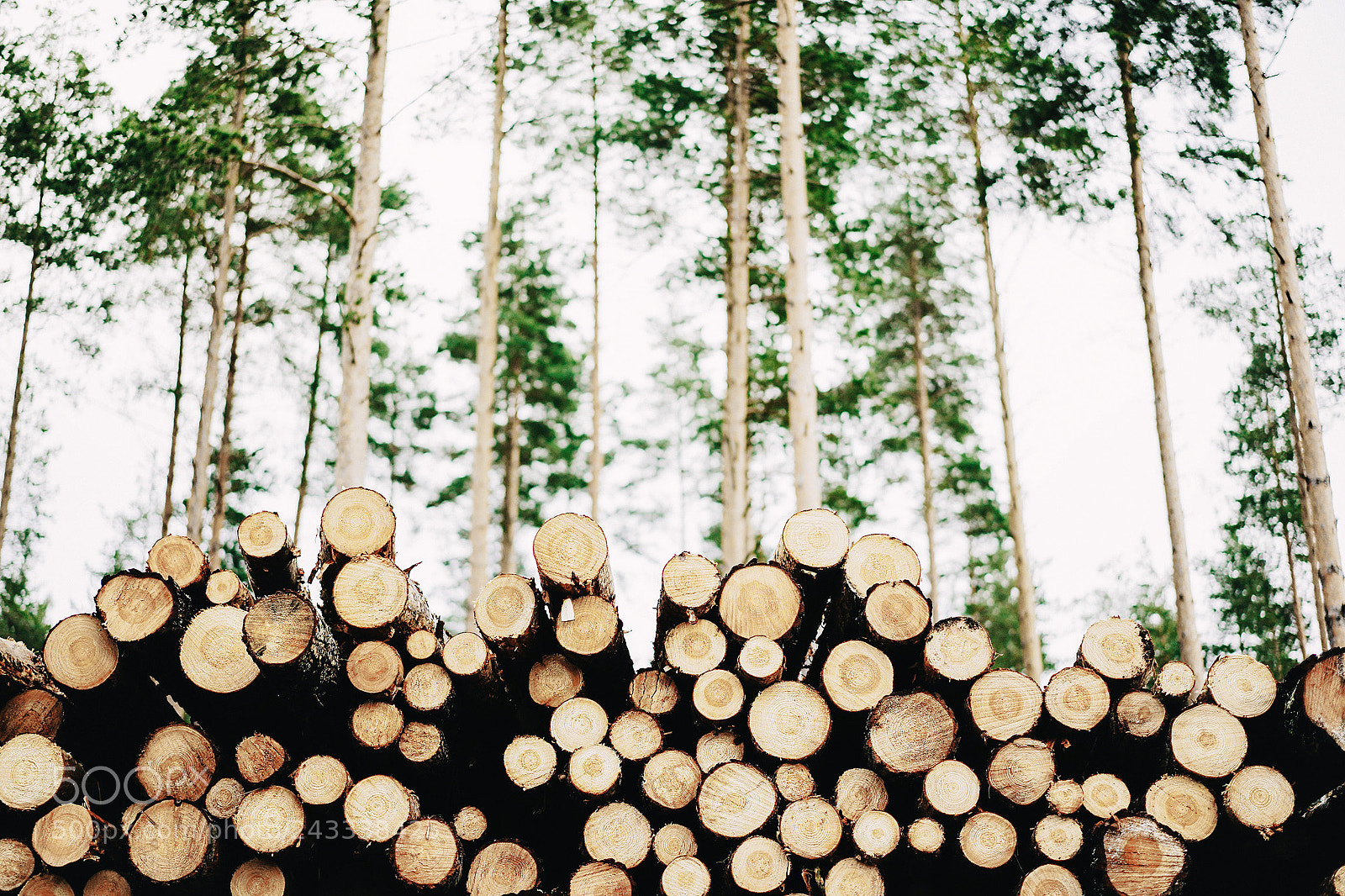 Sony a7 II sample photo. Woodland? photography