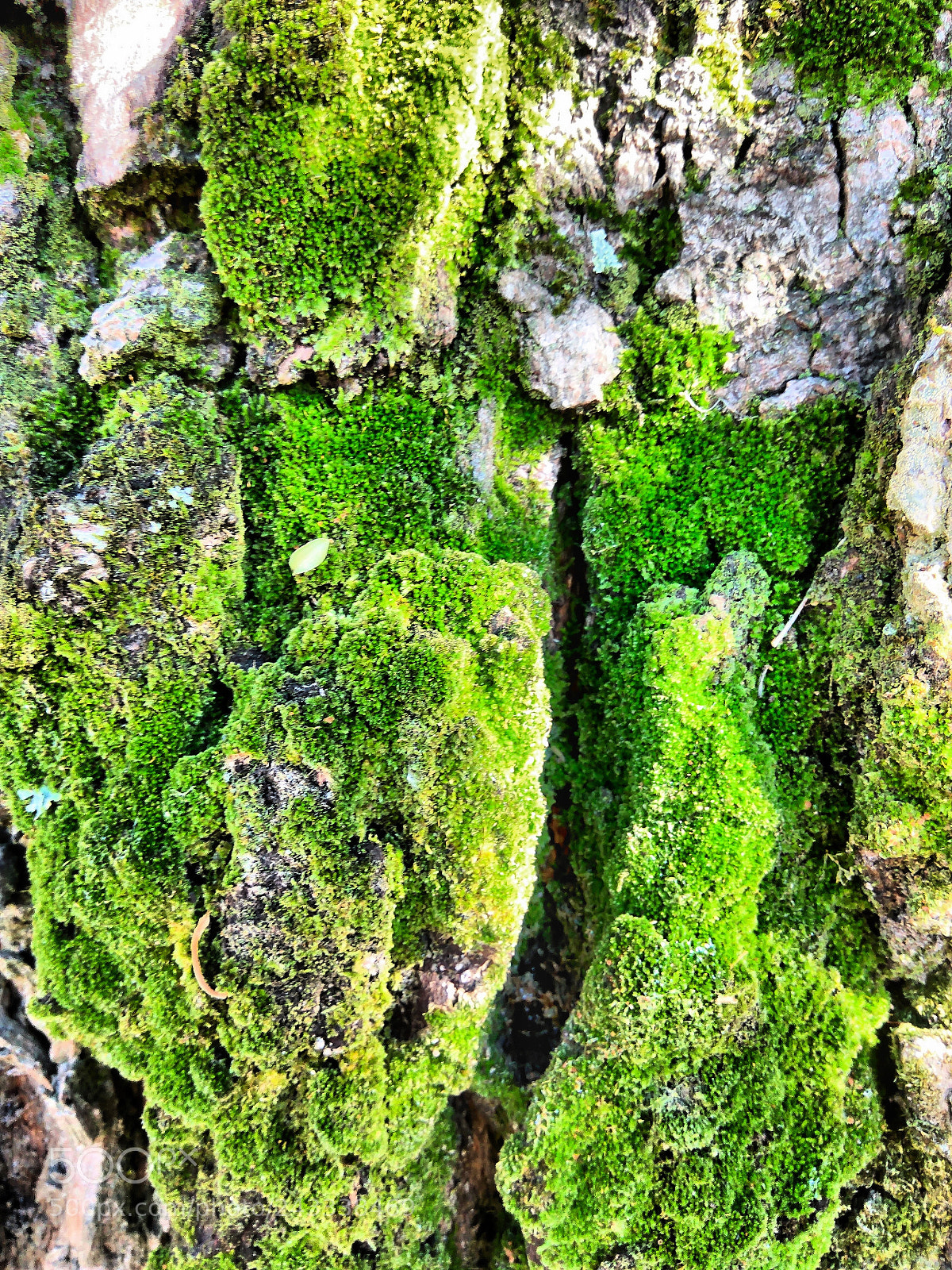 Xiaomi Redmi Note3 sample photo. Deep green photography