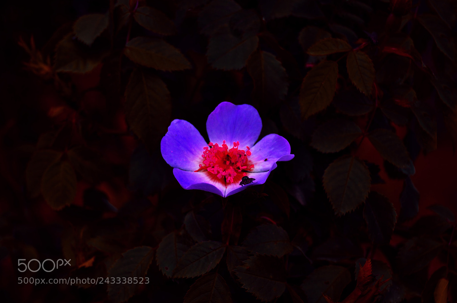 Nikon D3100 sample photo. Flor photography