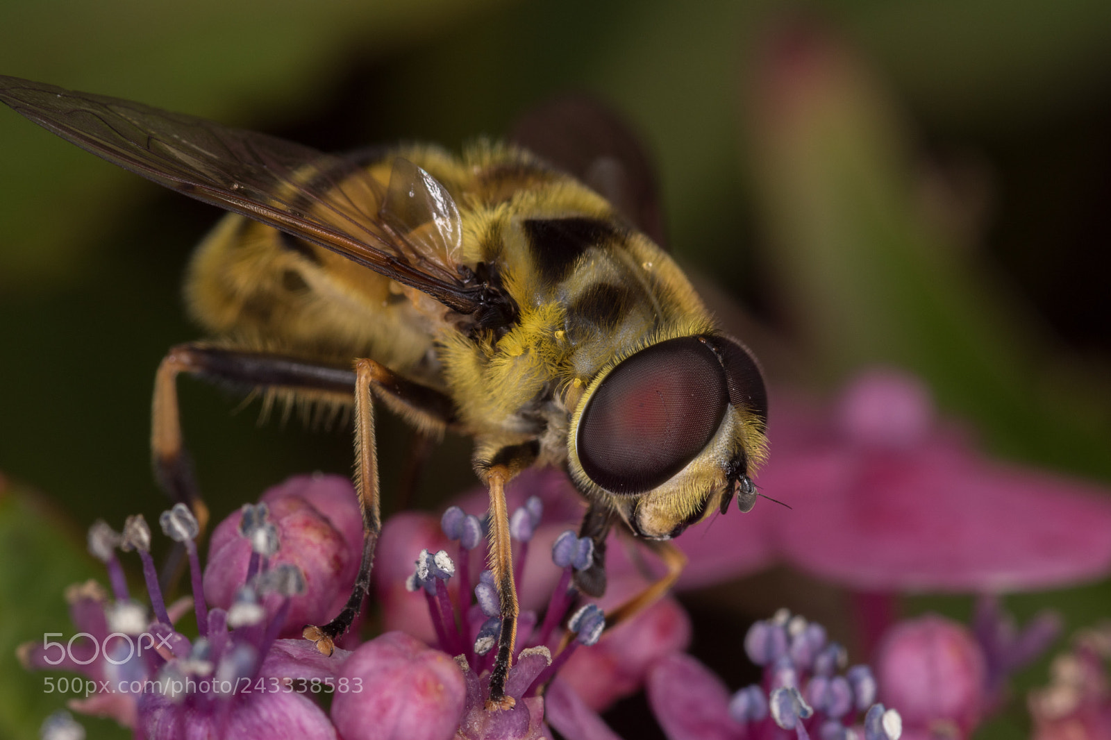 Nikon D5500 sample photo. Hoverfly photography