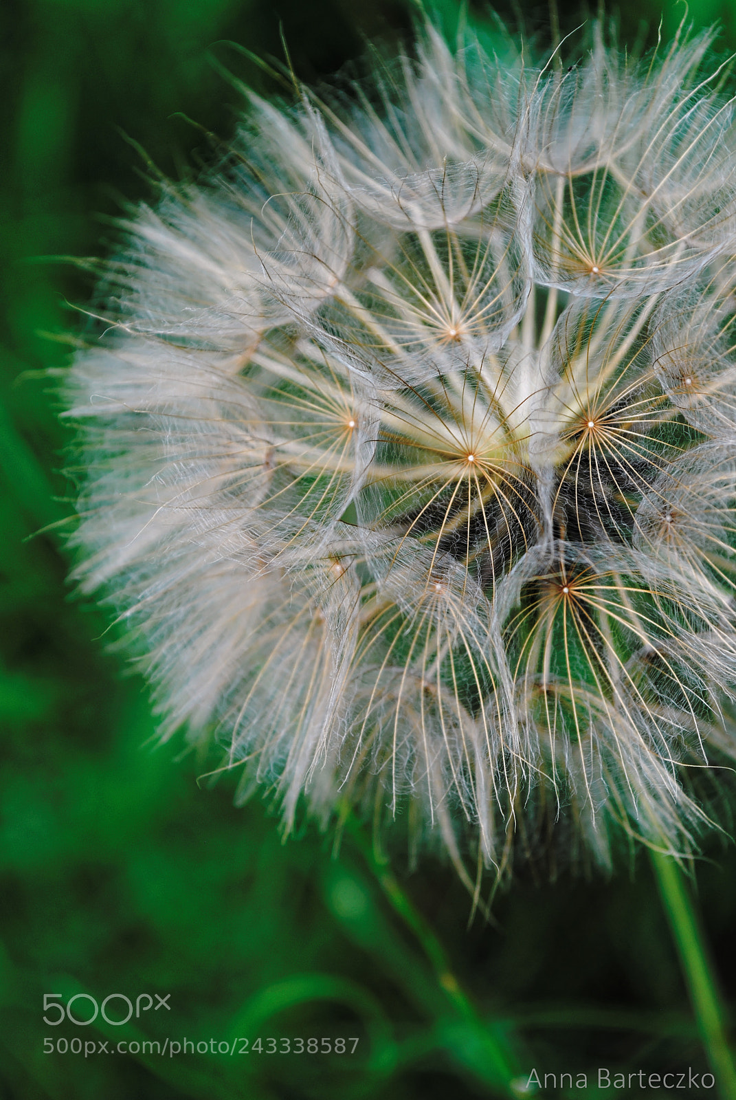 Nikon D3000 sample photo. Dandelion up close.jpg photography