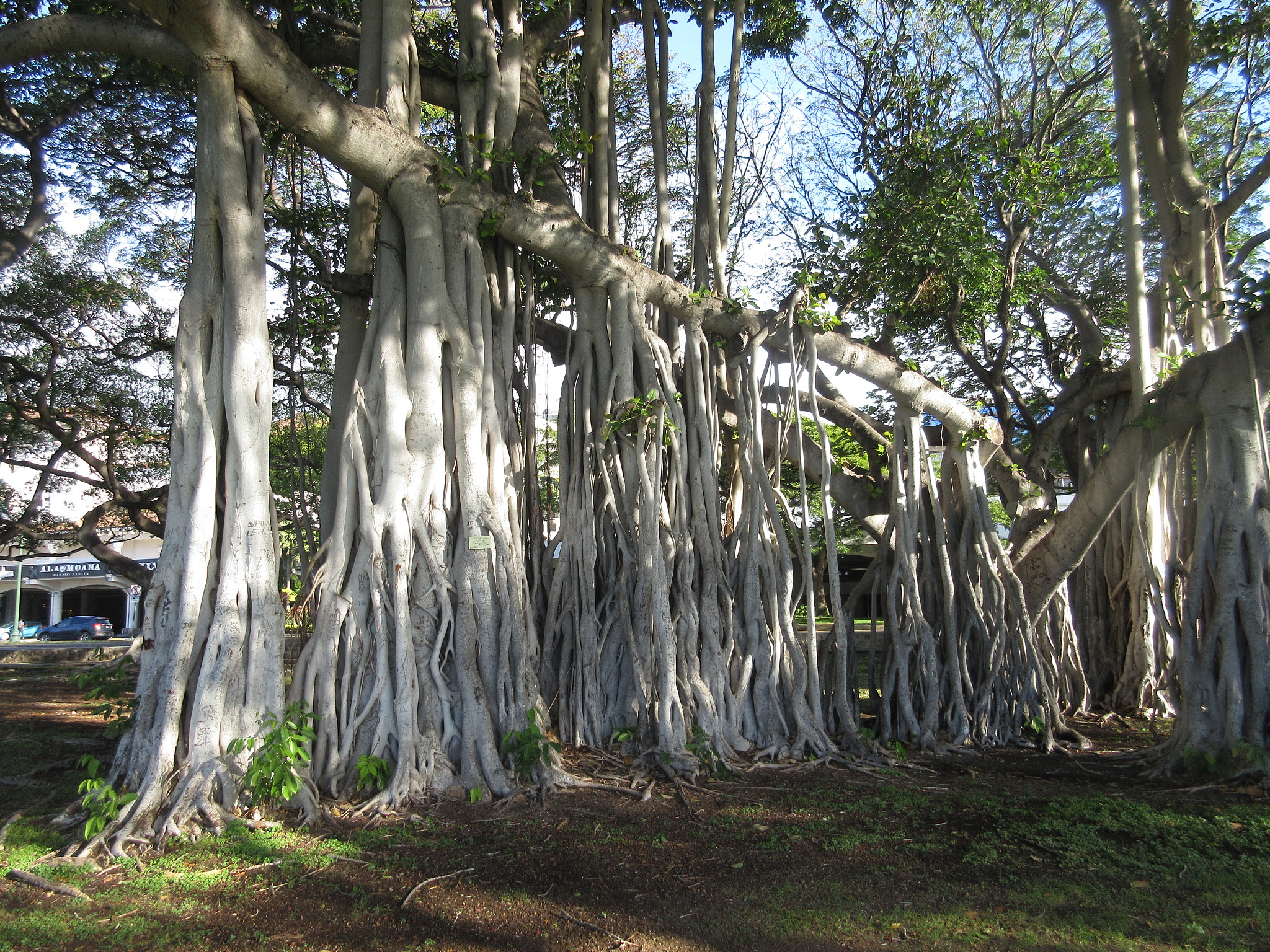 Canon PowerShot ELPH 350 HS (IXUS 275 HS / IXY 640) sample photo. Hawaii!!! photography