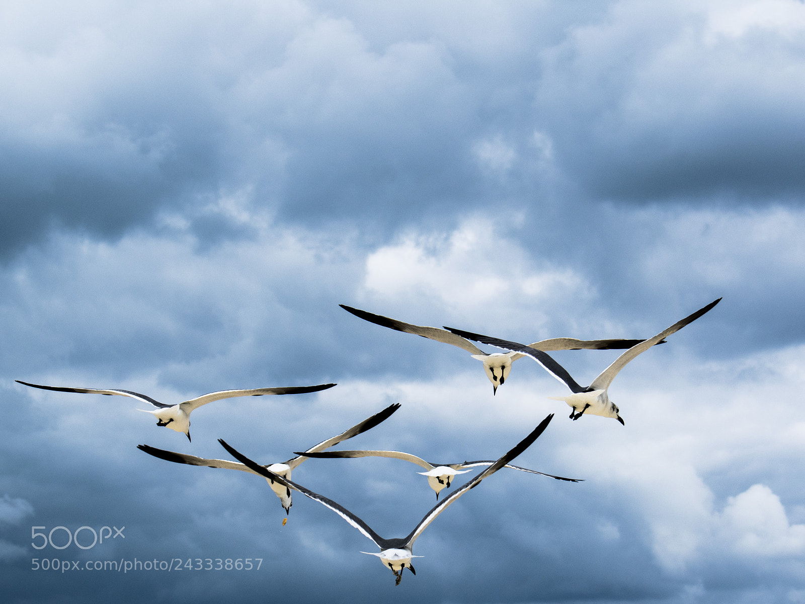 Nikon D3400 sample photo. Gulls photography