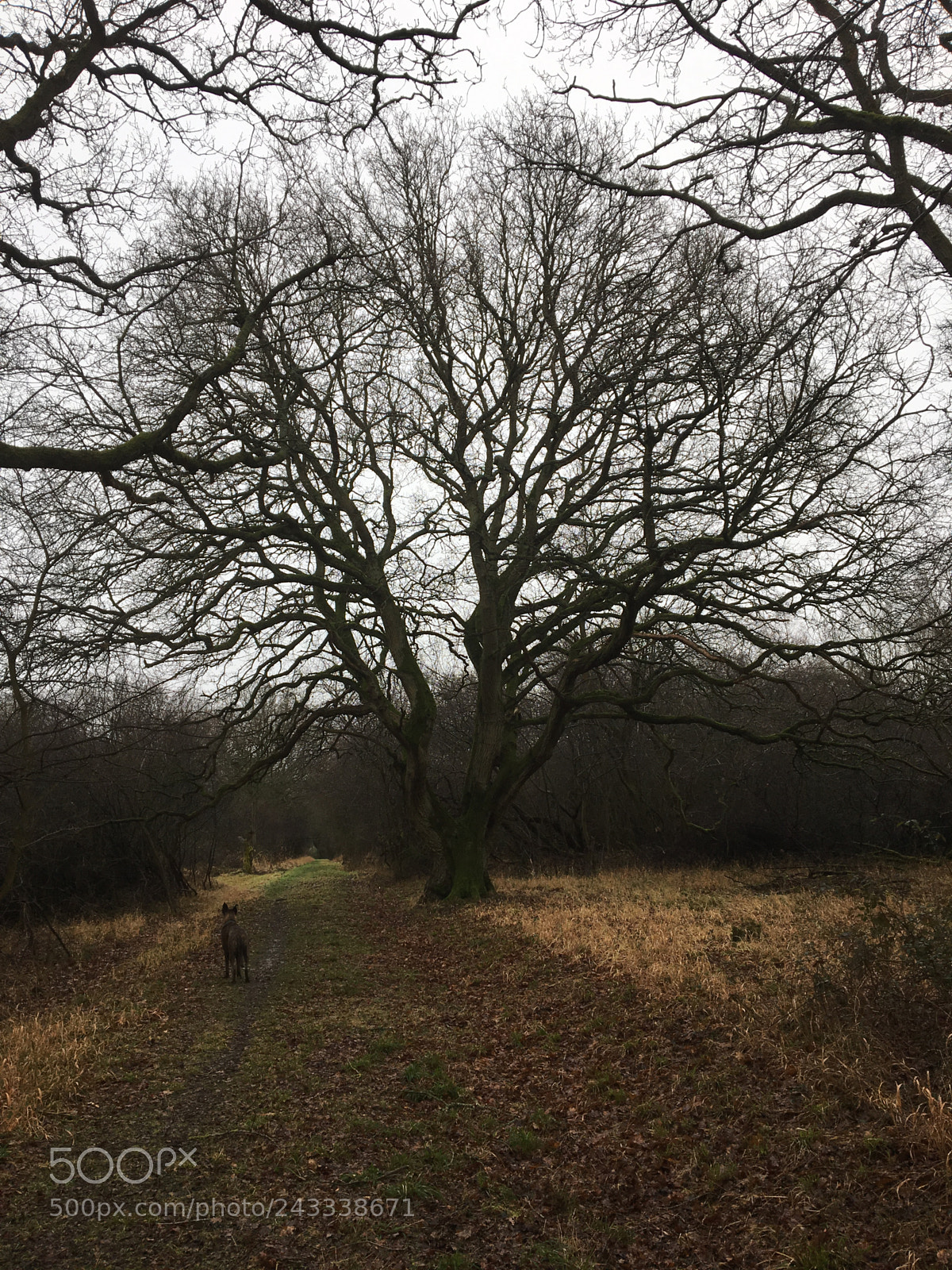 Apple iPhone 6s sample photo. Oundle photography