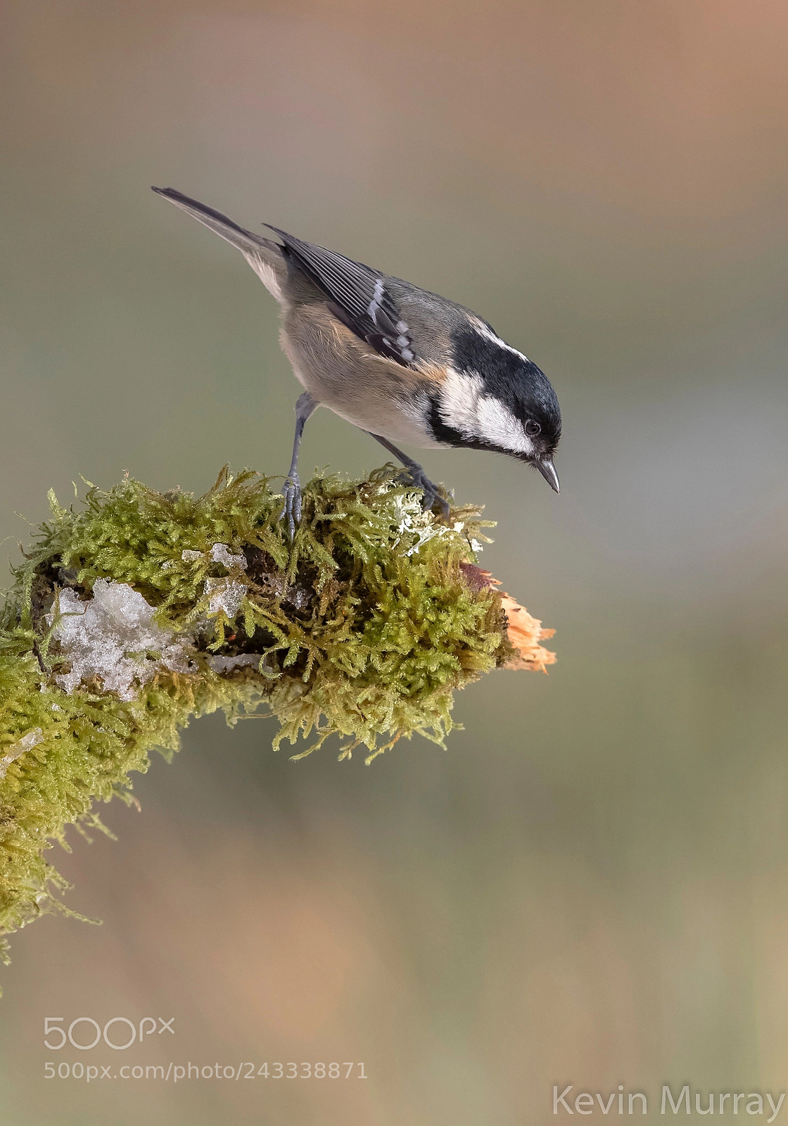 Canon EOS 7D Mark II sample photo. Coal tit photography