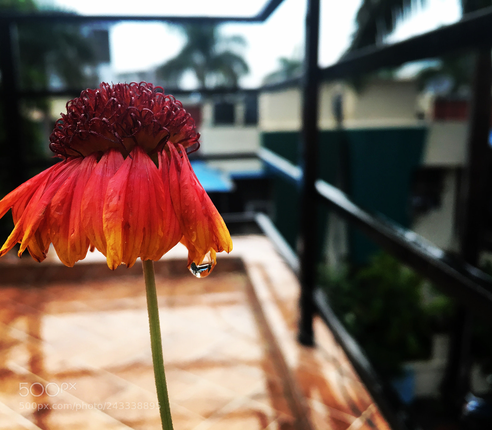 Apple iPhone 6s sample photo. A droplet holding on photography