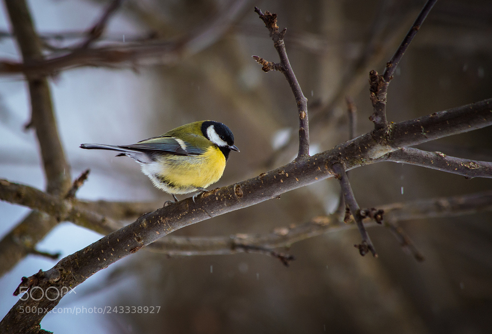 Nikon D3200 sample photo. Creature photography