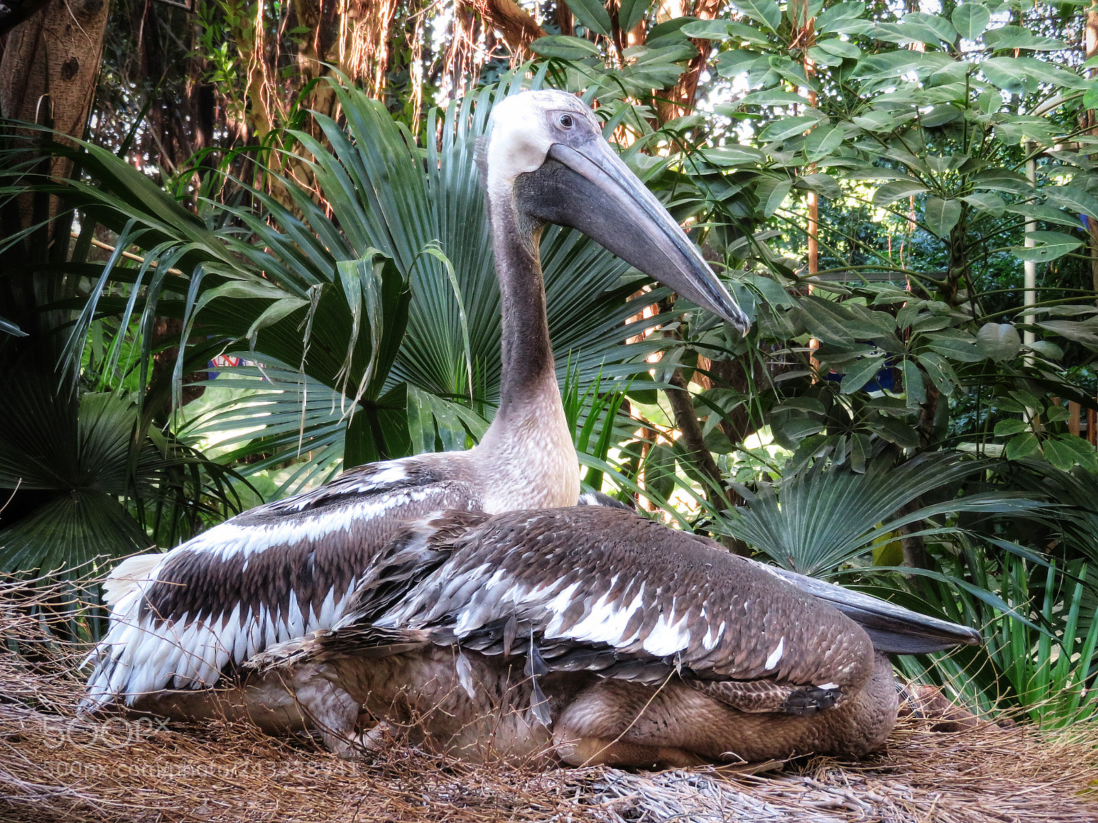 Canon PowerShot SX720 HS sample photo. Black pelicans photography