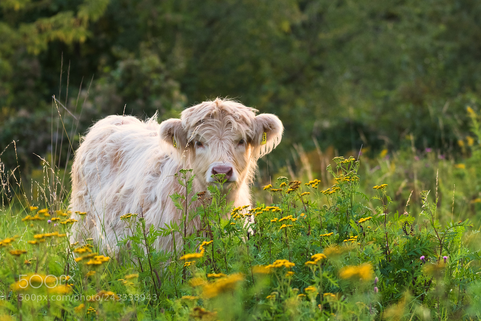Nikon D500 sample photo. Highland cattle photography