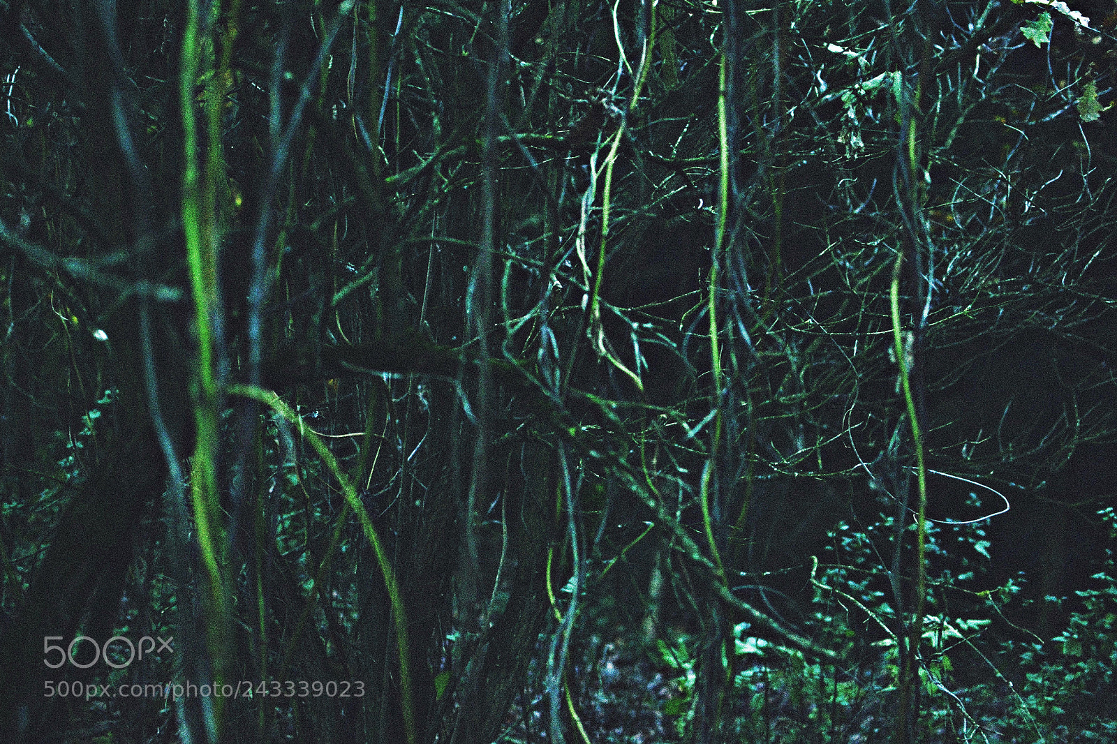 Nikon D3100 + Nikon AF-S DX Nikkor 35mm F1.8G sample photo. Dark forrest photography