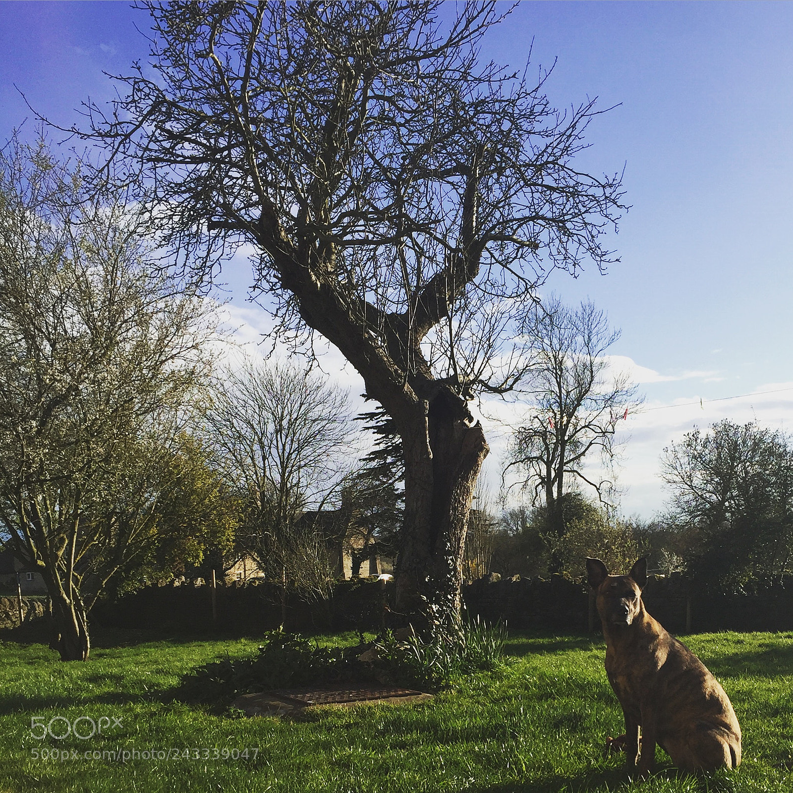 Apple iPhone 6 sample photo. Ashton northampton photography
