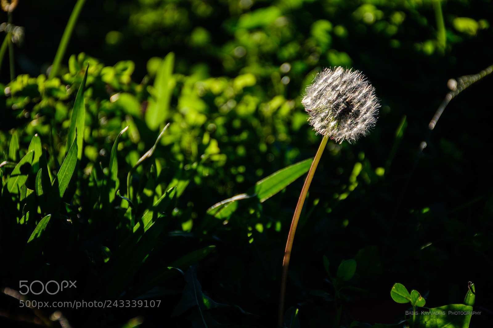 Nikon D7200 sample photo. The thief under the photography