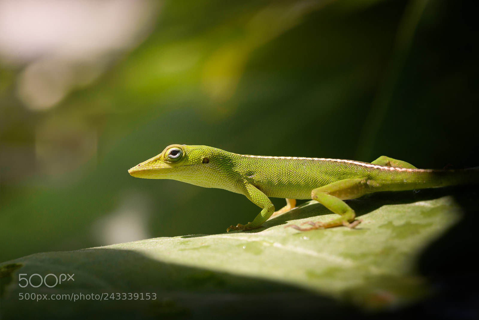 Nikon D610 sample photo. Sunbathing photography
