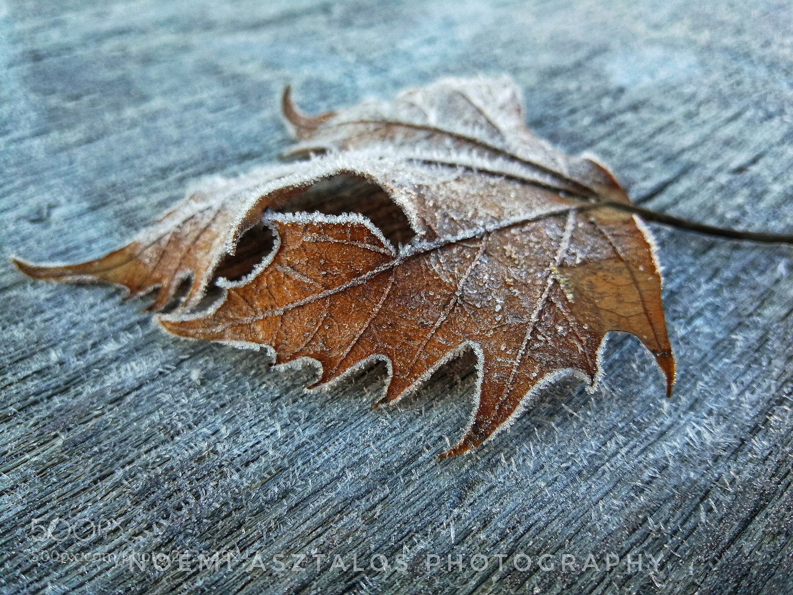 HUAWEI Mate 9 sample photo. Frozen leaf photography