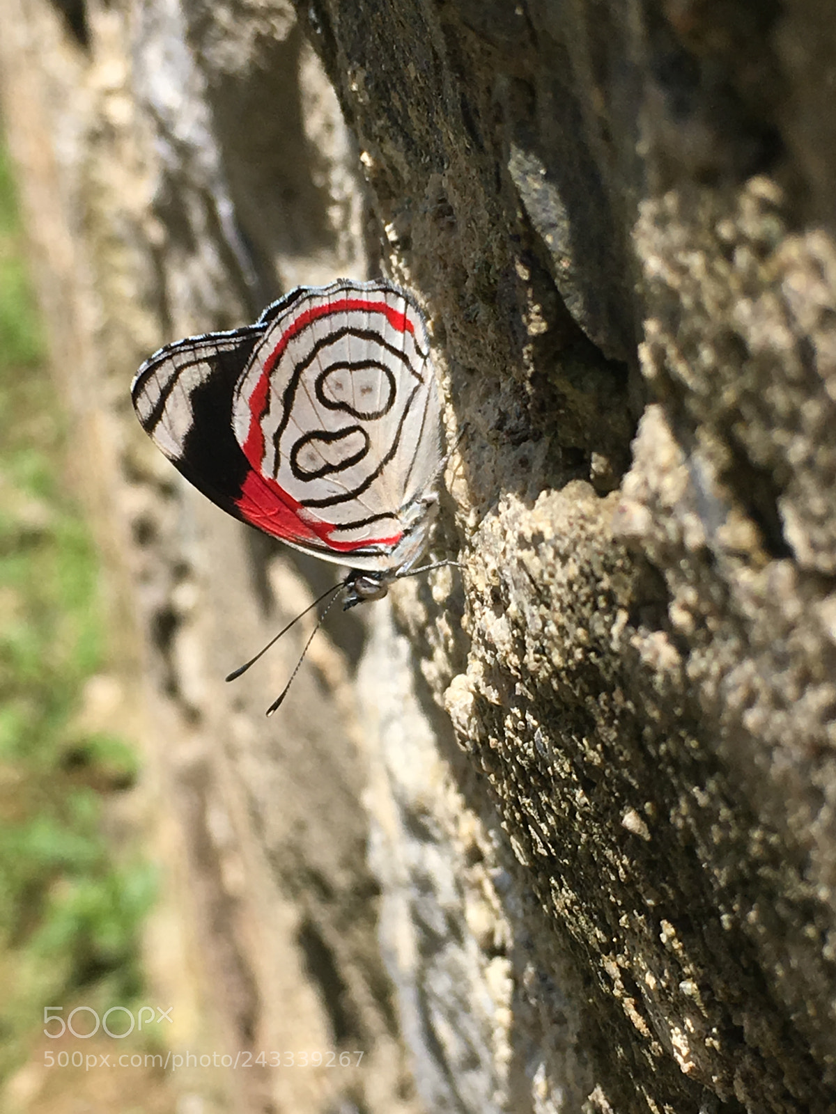 Apple iPhone 6s sample photo. 88 photography