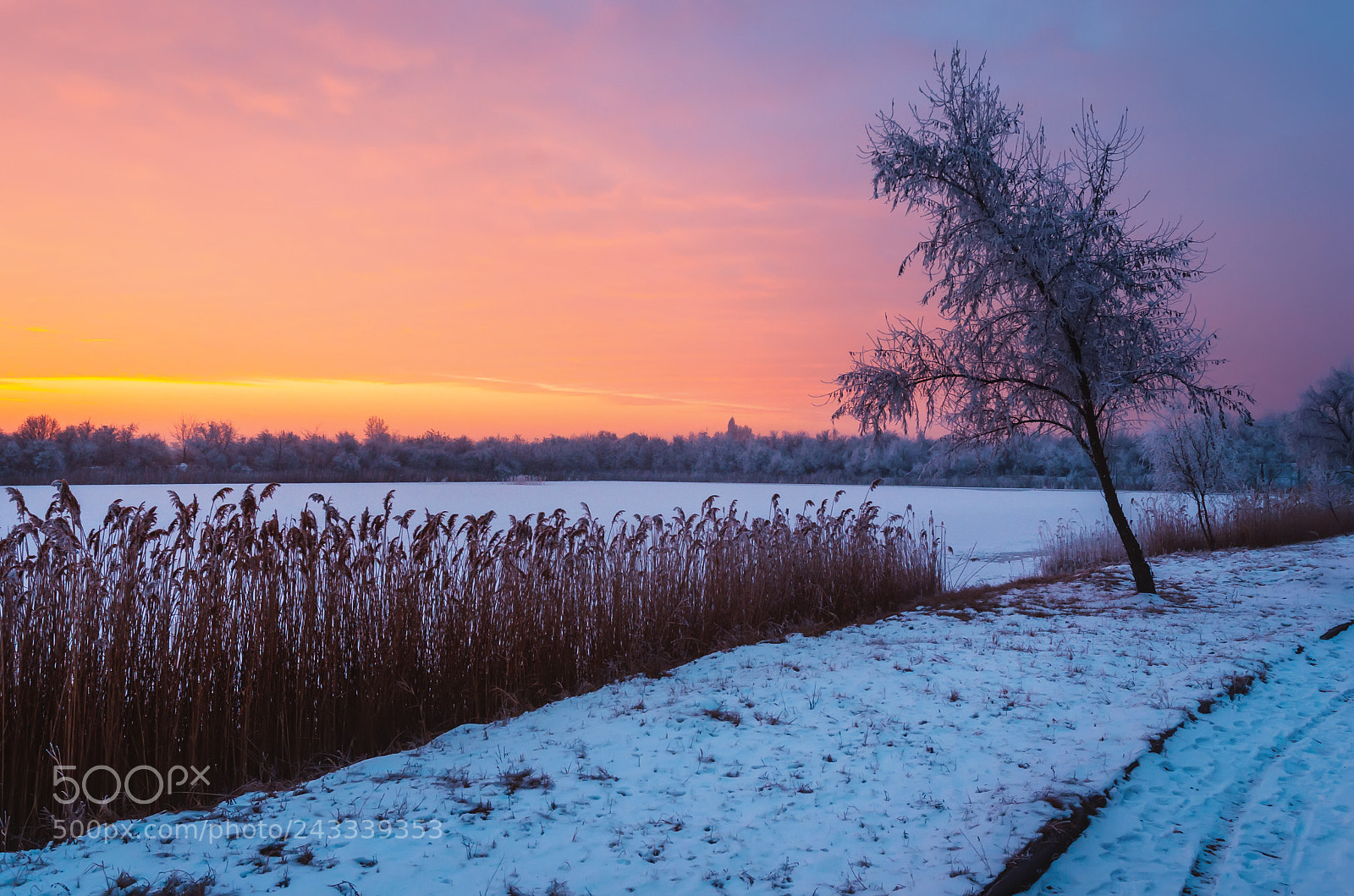 Nikon D5100 sample photo. Winter morning photography