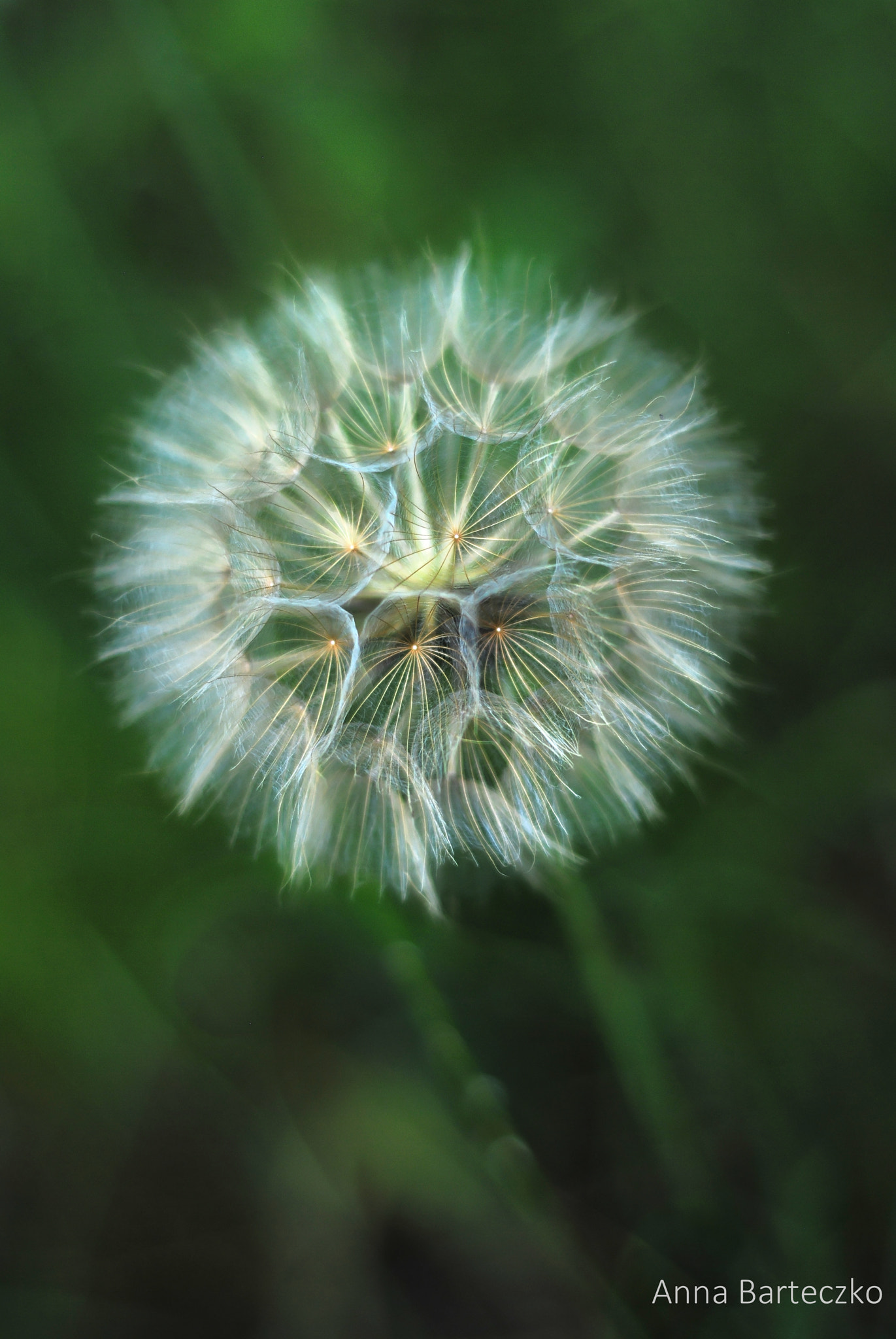 Nikon D3000 + Nikon AF Nikkor 50mm F1.8D sample photo. Wheat field photography