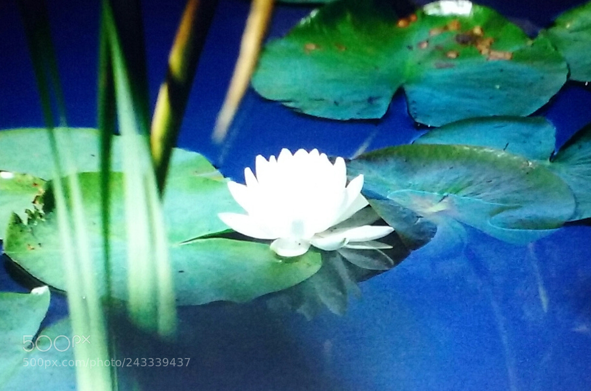 Samsung Galaxy Core Prime sample photo. Water lilly photography