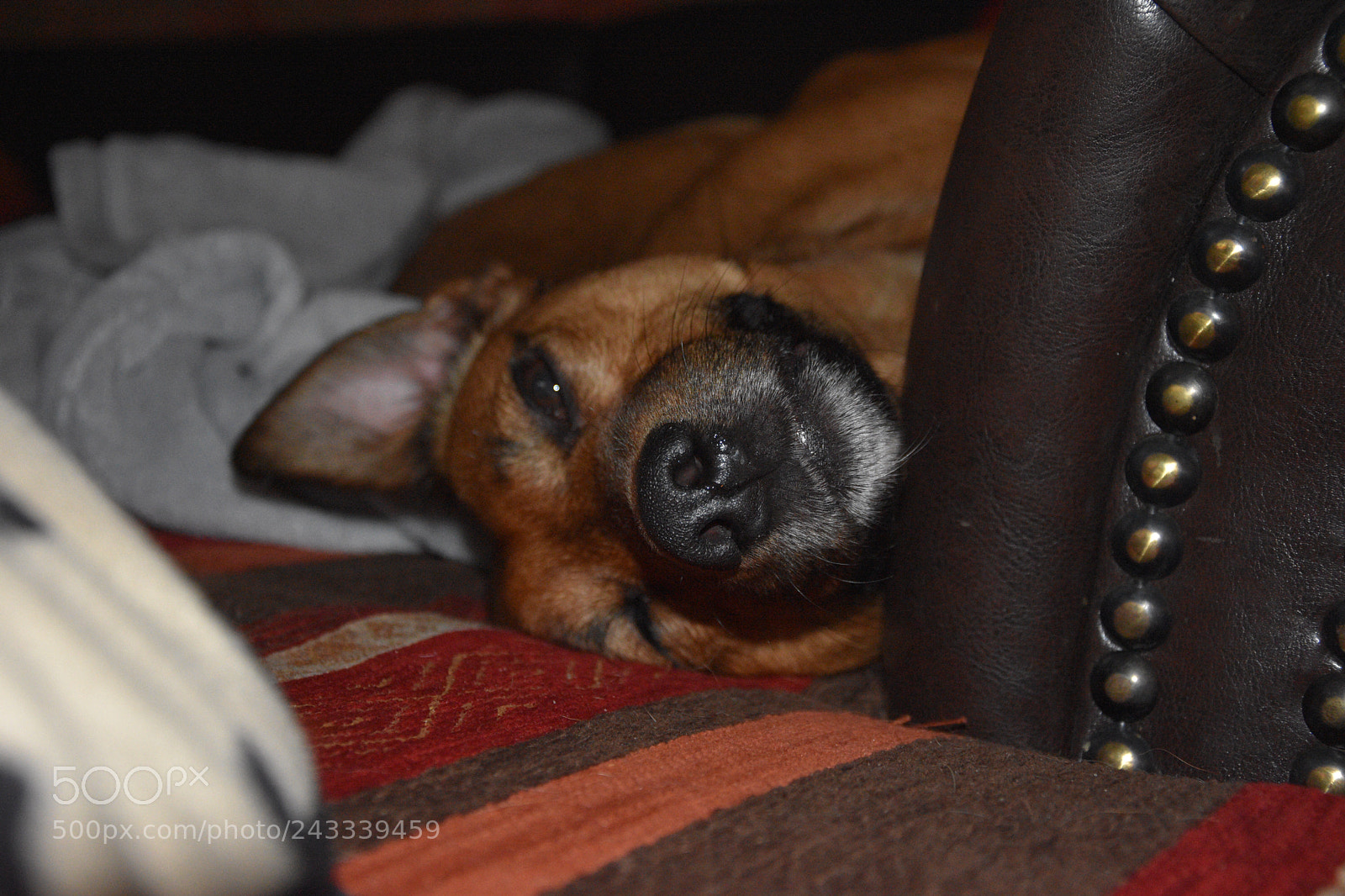 Nikon D7200 sample photo. Smiling dog photography