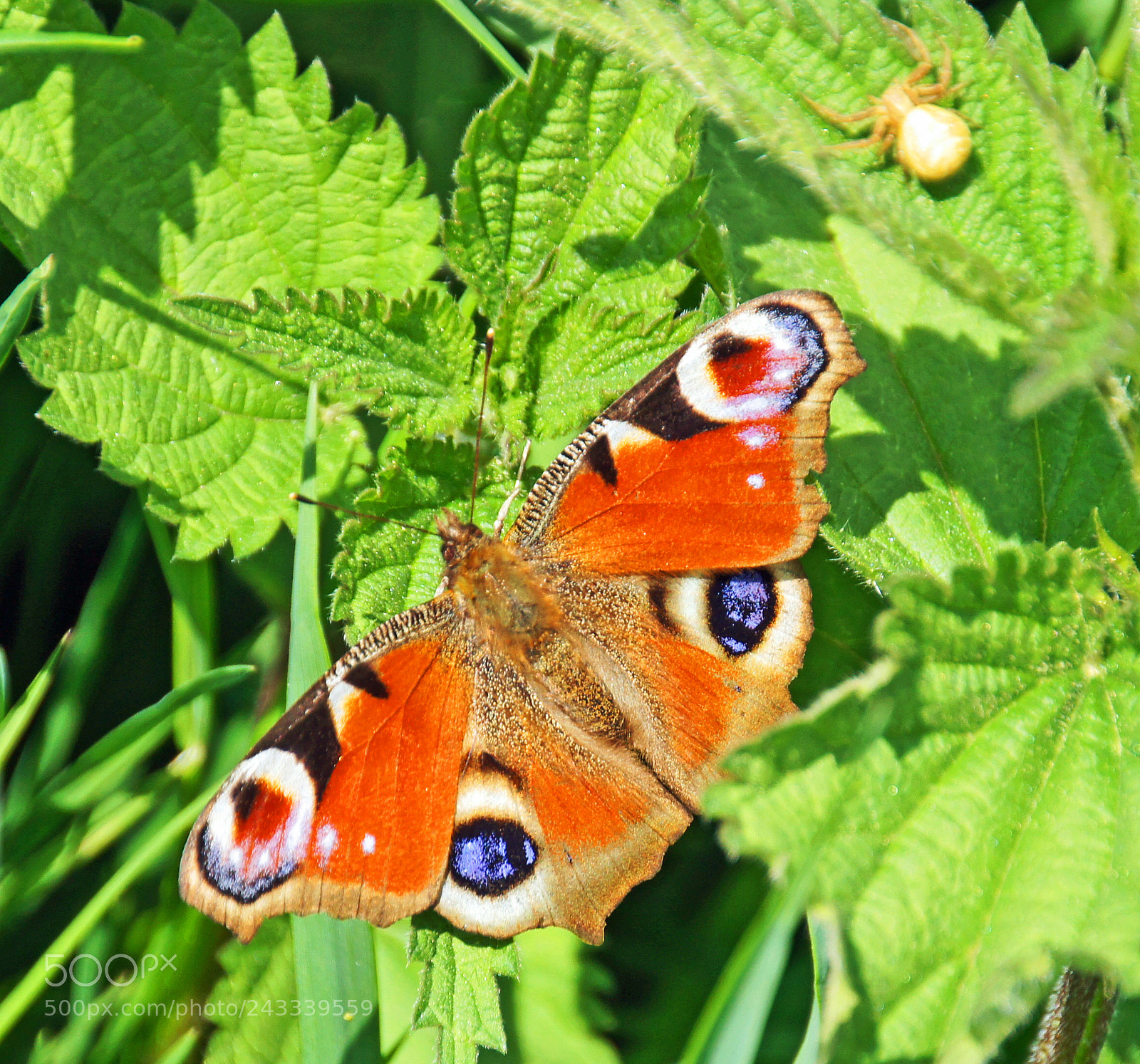 Sony Alpha DSLR-A580 sample photo. Schmetterling photography