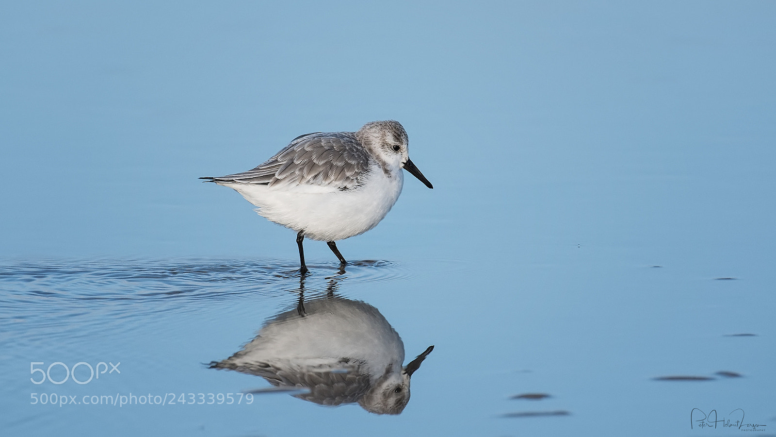 Nikon D500 sample photo. Sanderling photography