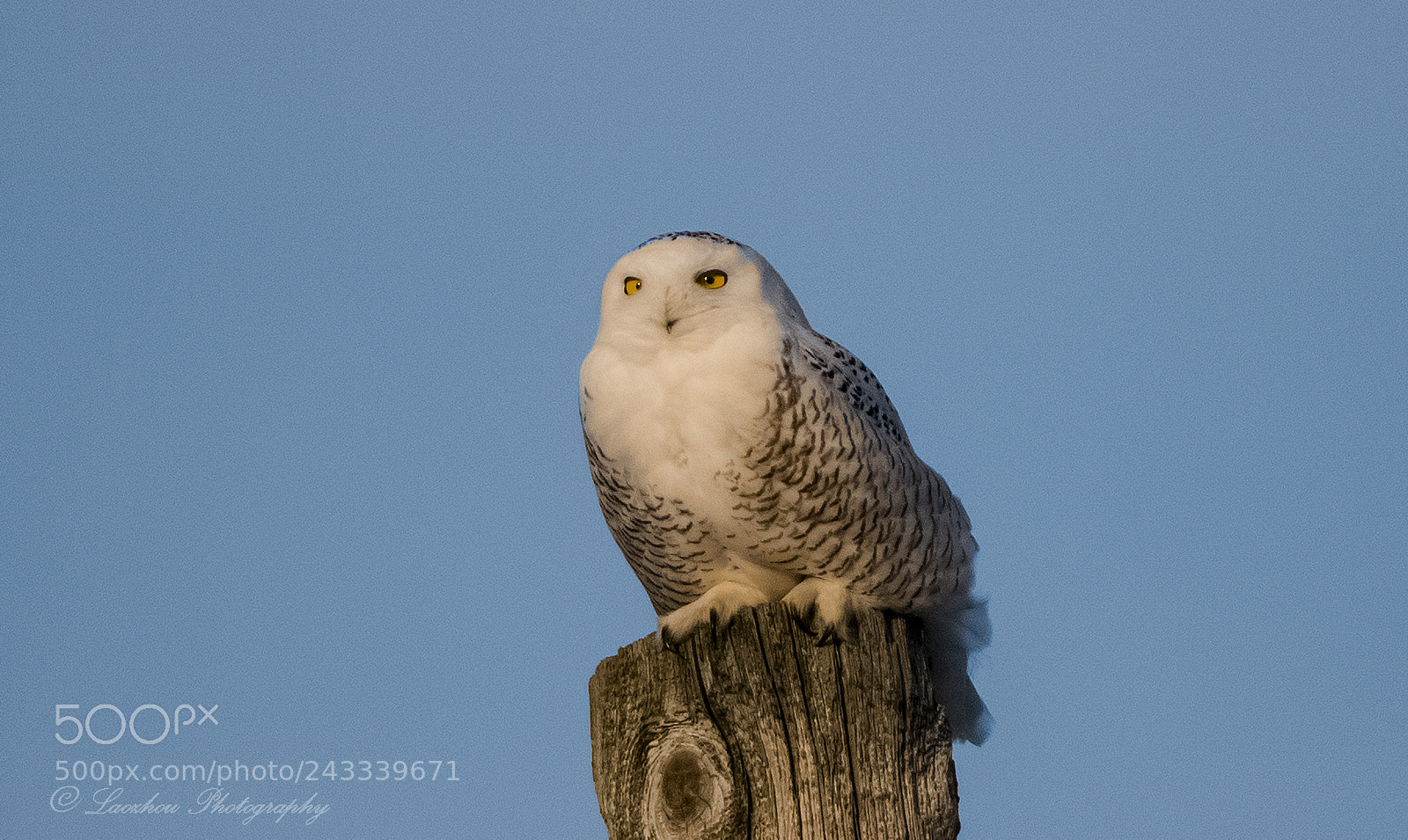 Nikon D5 sample photo. Snowy owl 2 photography