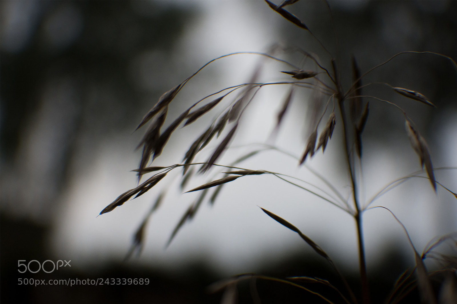 Nikon D7200 sample photo. Grashalm photography