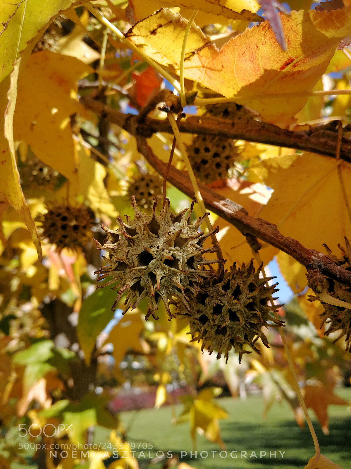HUAWEI Mate 9 sample photo. Yellow autumn photography