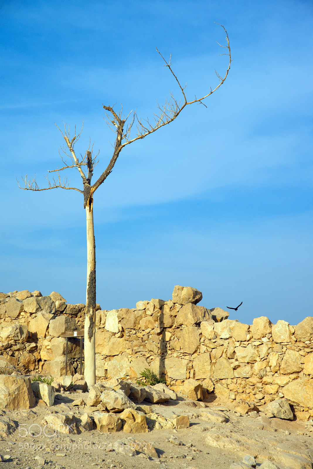 Nikon D600 sample photo. Маса́да (ивр. מצדה , мецада́ — «крепость») photography