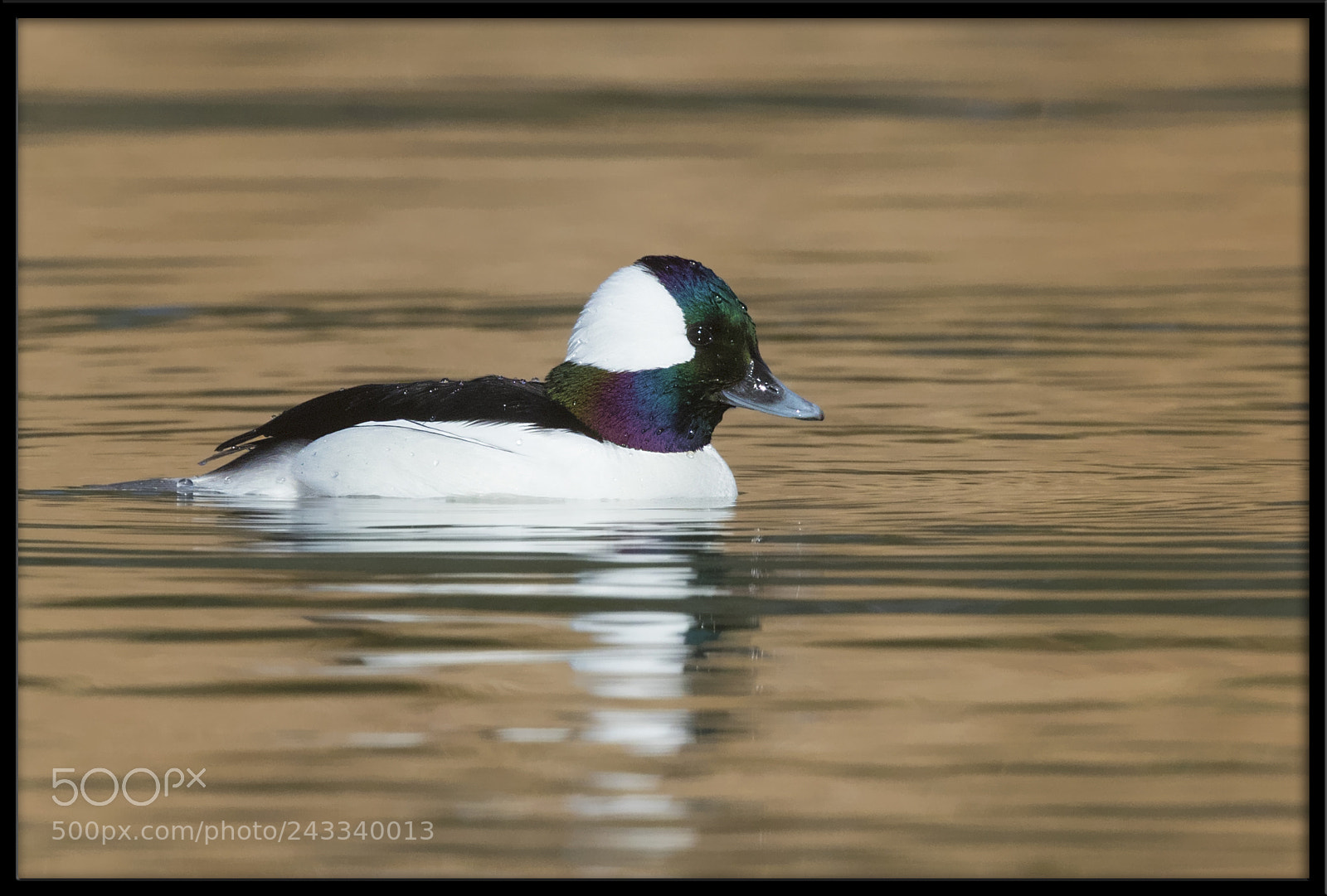 Canon EOS 7D Mark II sample photo. Bufflehead photography