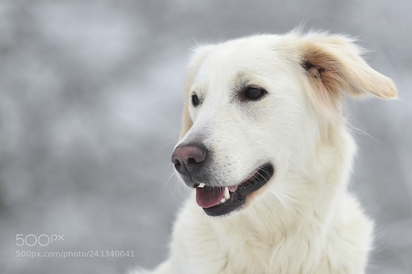 Nikon D800 sample photo. Lucy winter season photography