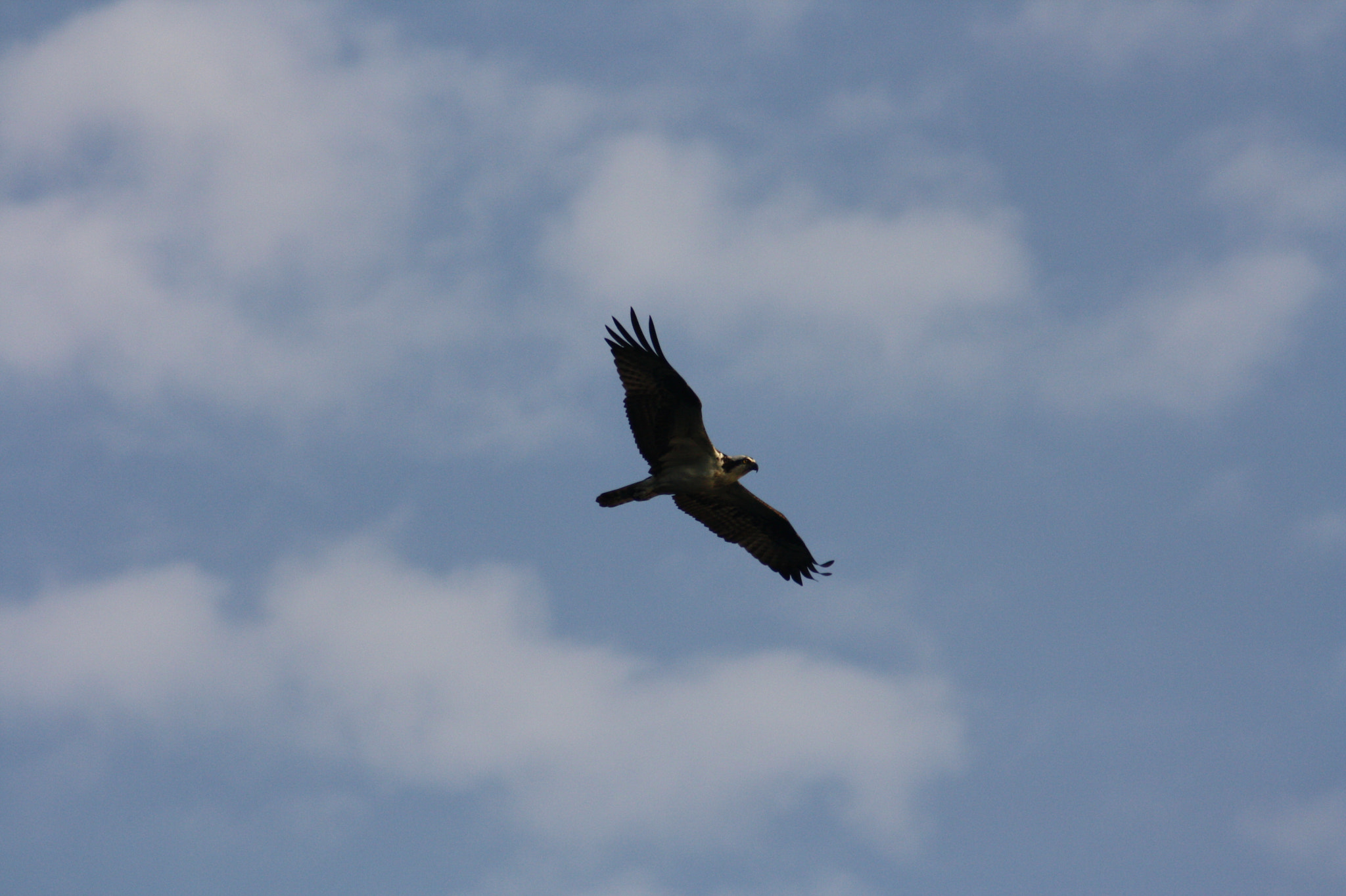 Canon EOS 1000D (EOS Digital Rebel XS / EOS Kiss F) sample photo. Img photography
