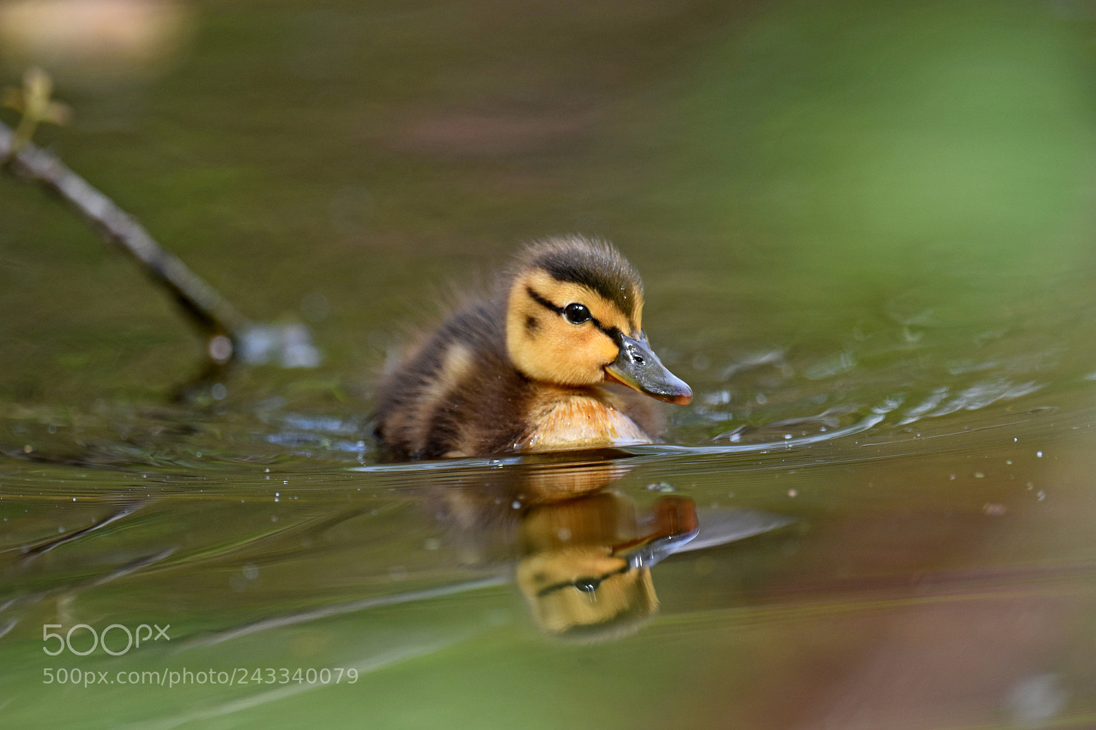 Nikon D7200 sample photo. Young mallard photography