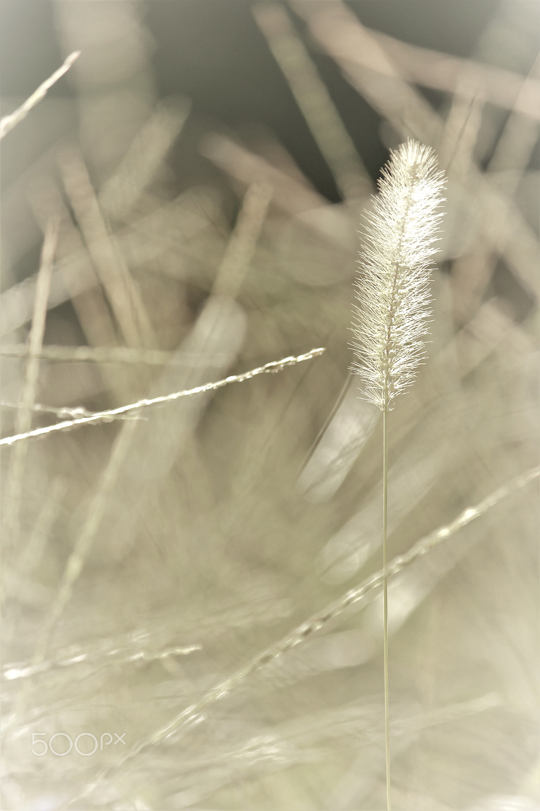 Canon EF-S 55-250mm F4-5.6 IS II sample photo. The bush photography