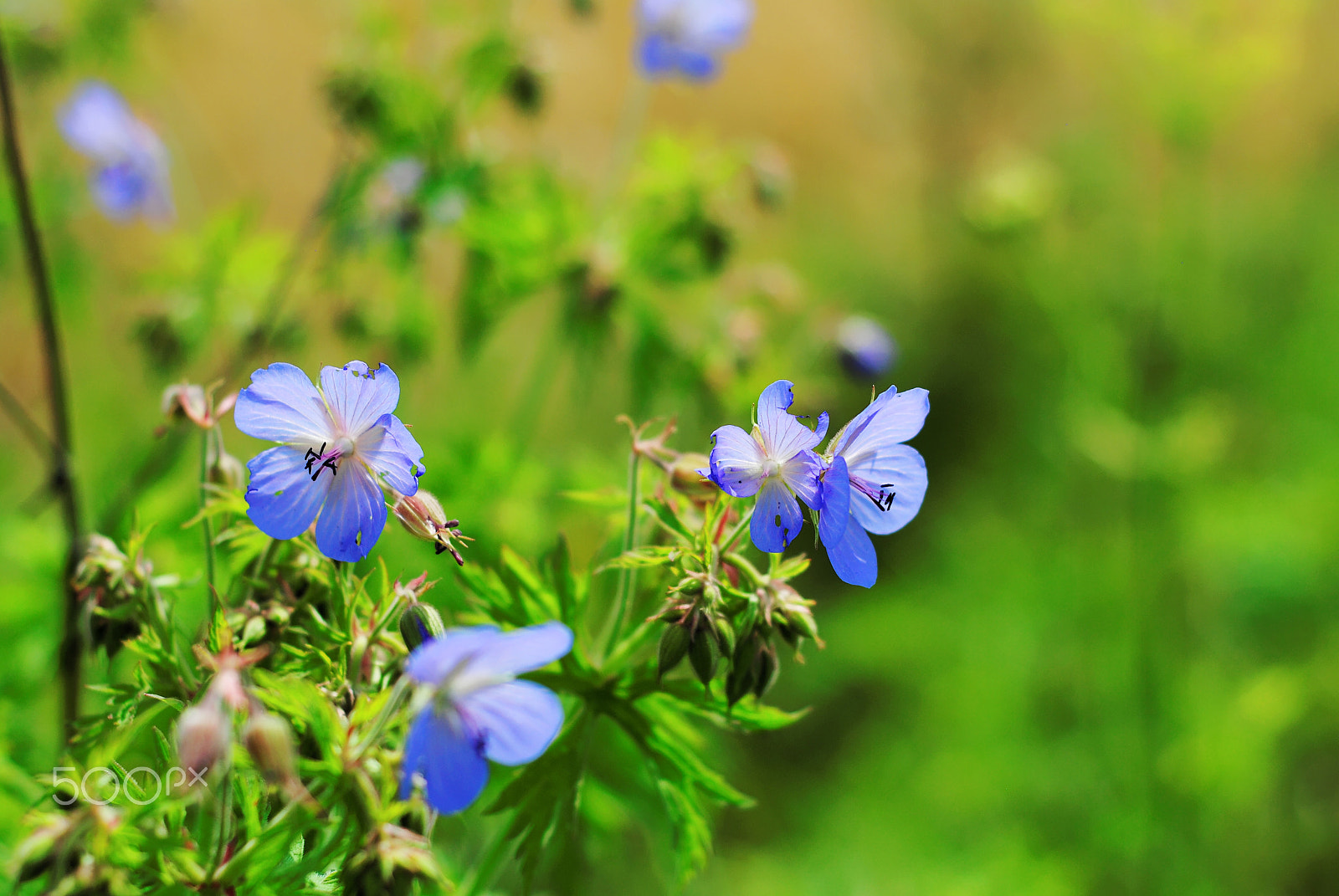 Nikon D3000 + Nikon AF Nikkor 50mm F1.8D sample photo. Wild flowers photography