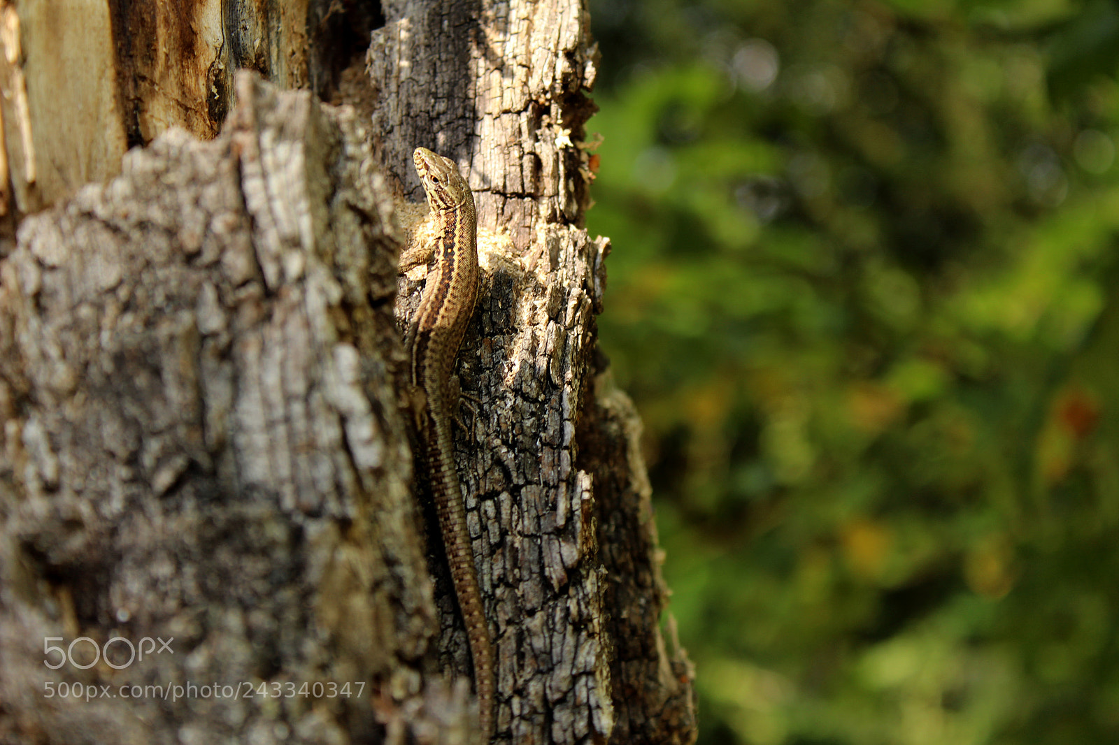 Canon EF-S 18-55mm F3.5-5.6 III sample photo. Podarcis photography
