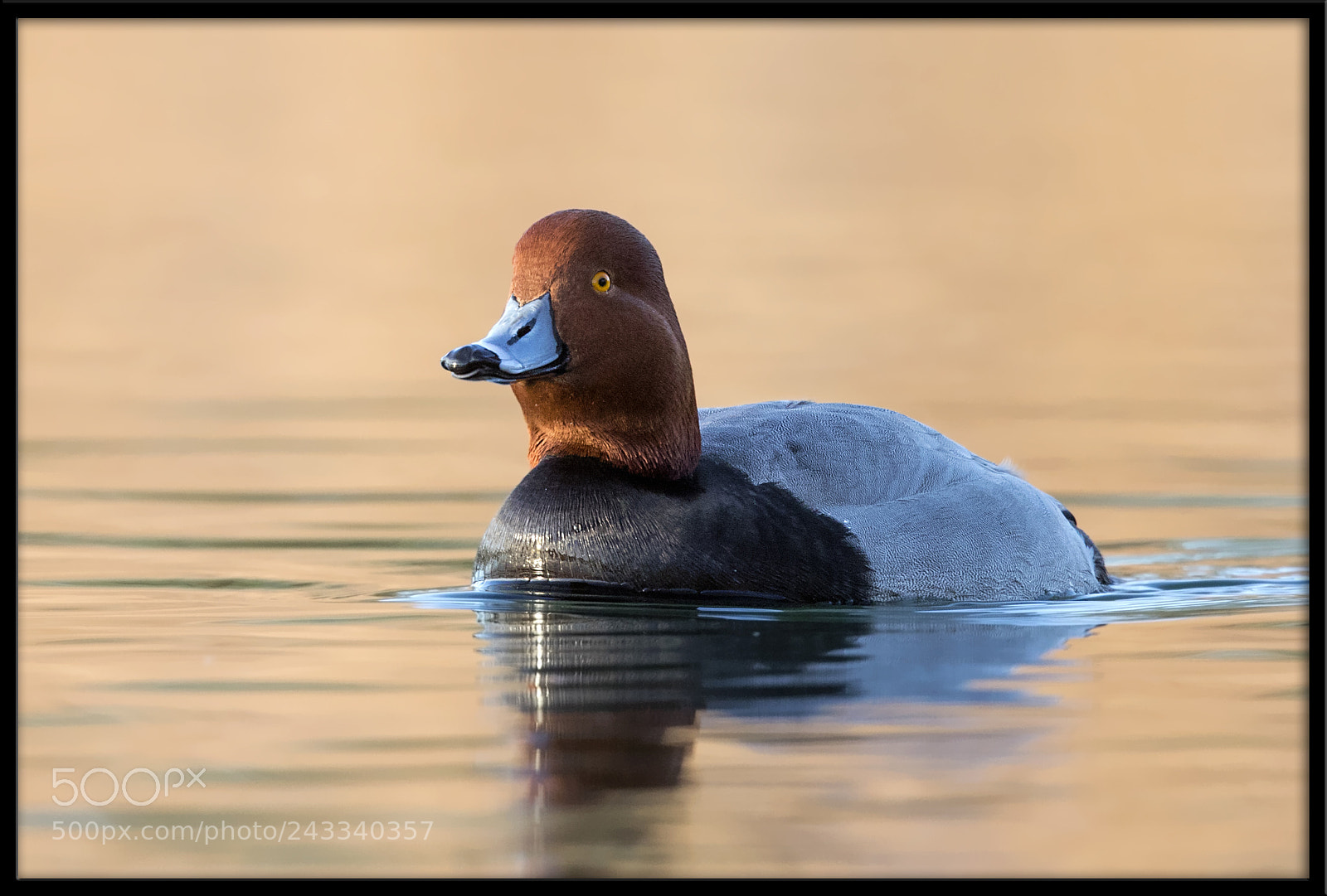 Canon EOS 7D Mark II sample photo. Redhead photography