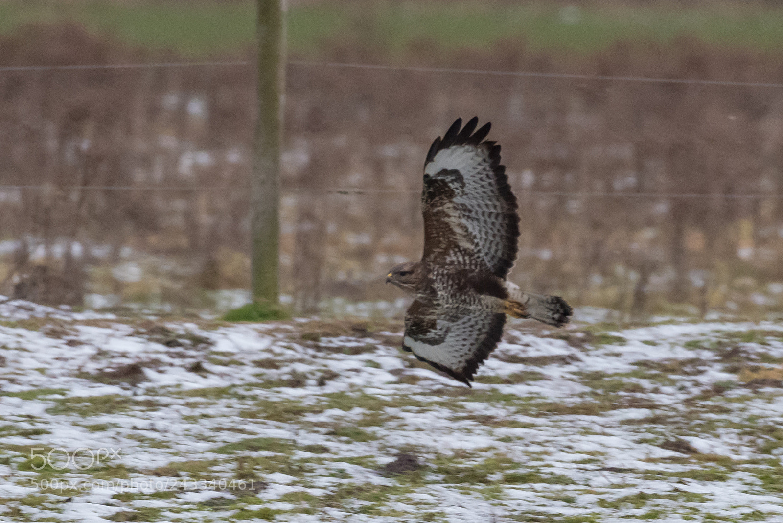 Pentax K-1 sample photo. Buteo buteo. photography