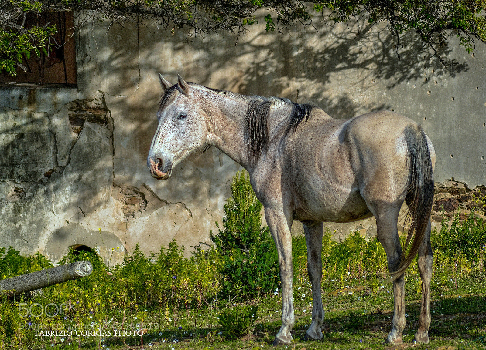 Nikon D3100 sample photo. Horse photography