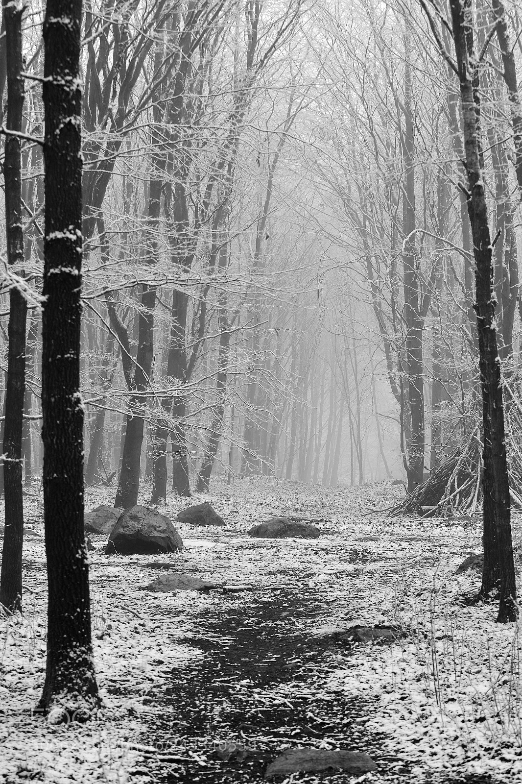 Nikon D800 sample photo. Winter forest photography