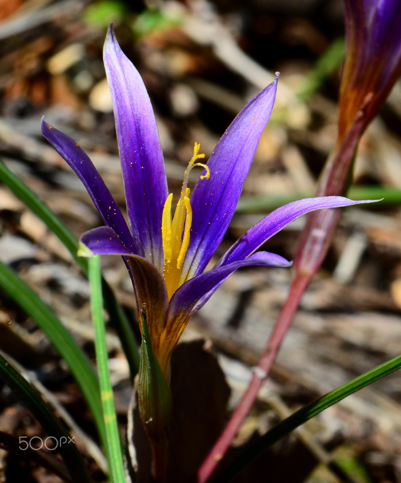 Nikon AF-S Micro-Nikkor 105mm F2.8G IF-ED VR sample photo