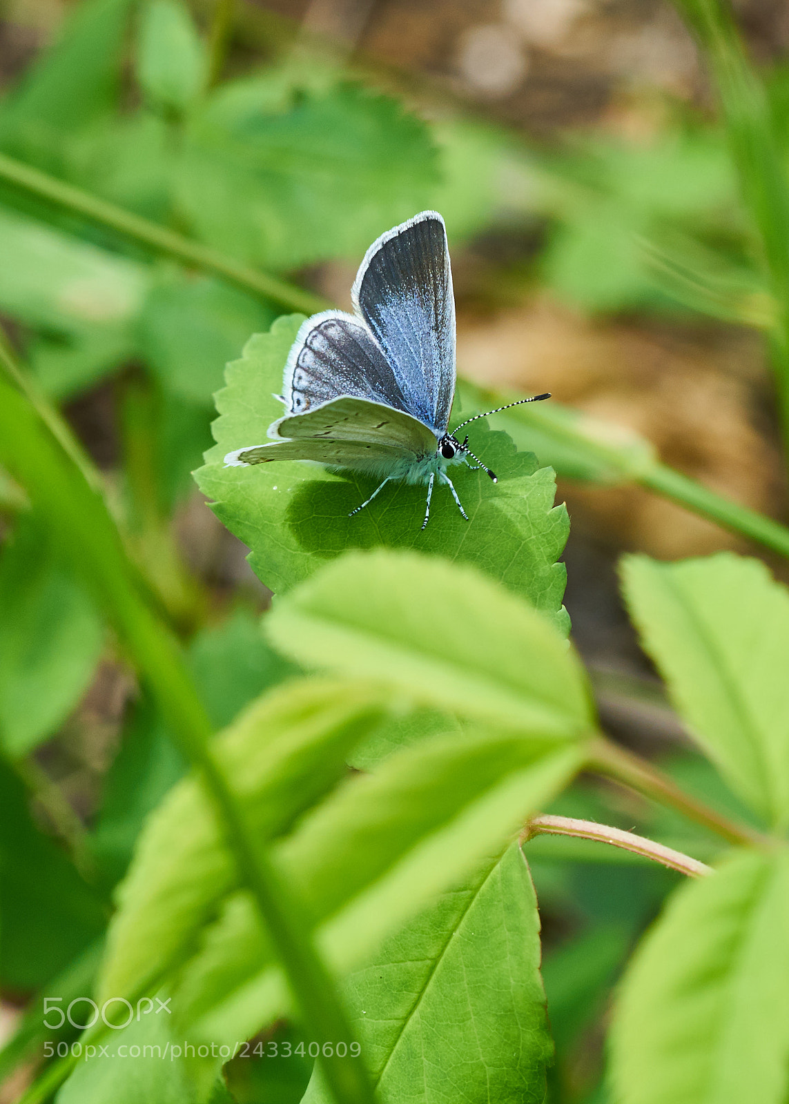 Sony a7R II sample photo. Western tailed-blue photography