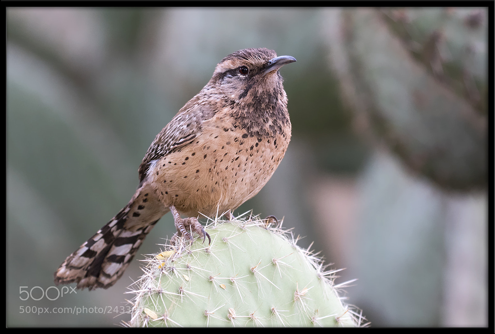 Canon EOS 7D Mark II sample photo. Cactus wren photography