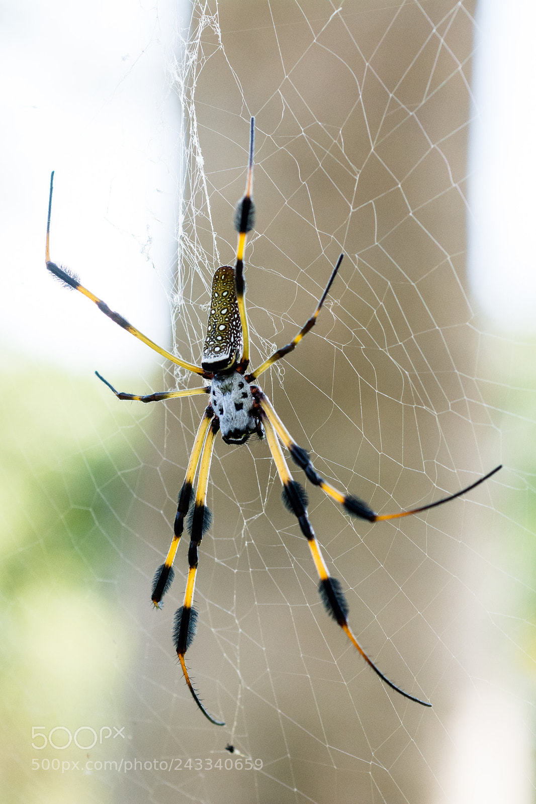 Nikon D7100 sample photo. Golden orb spider photography