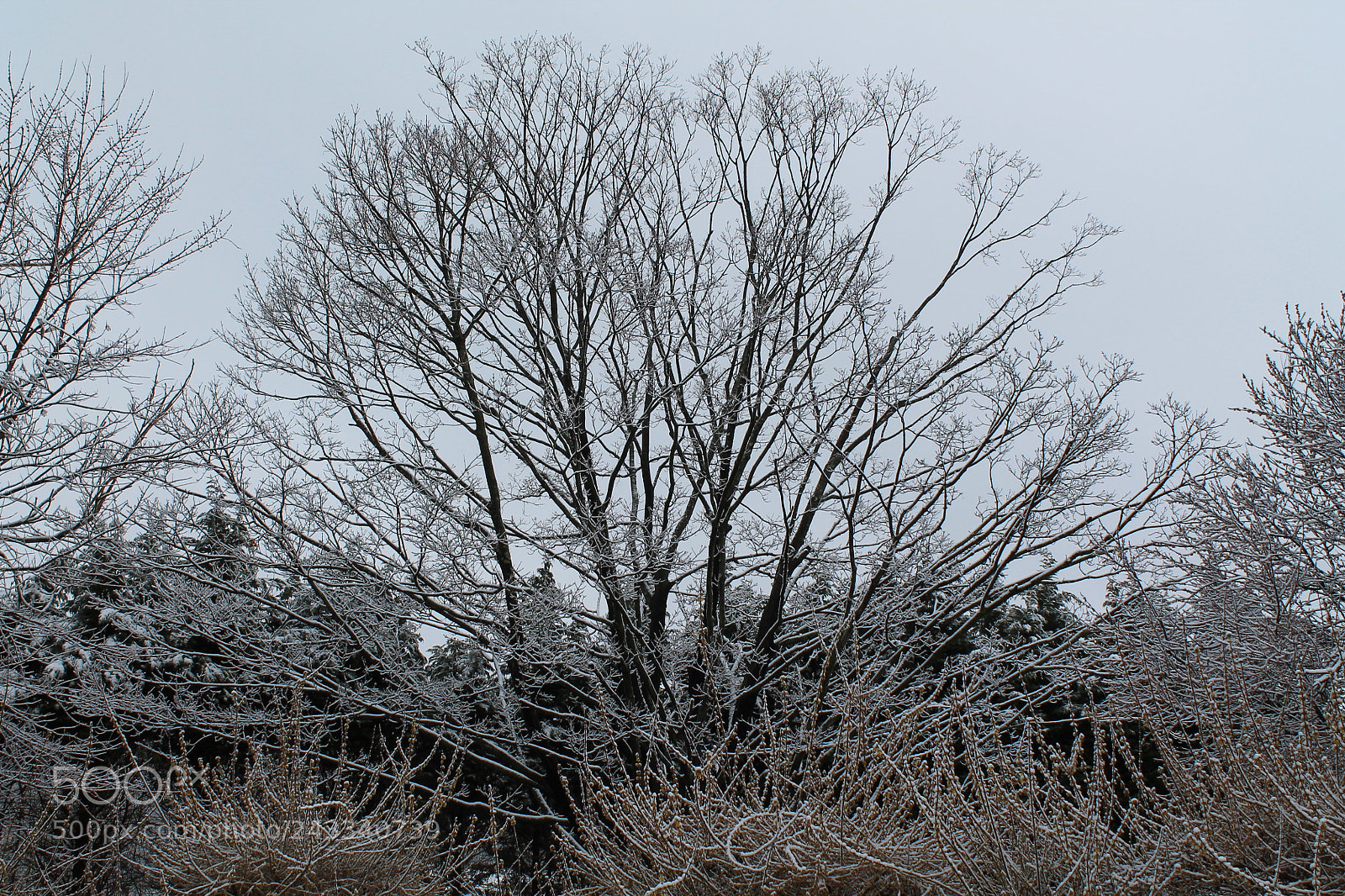 Canon EOS 1100D (EOS Rebel T3 / EOS Kiss X50) sample photo. Img photography