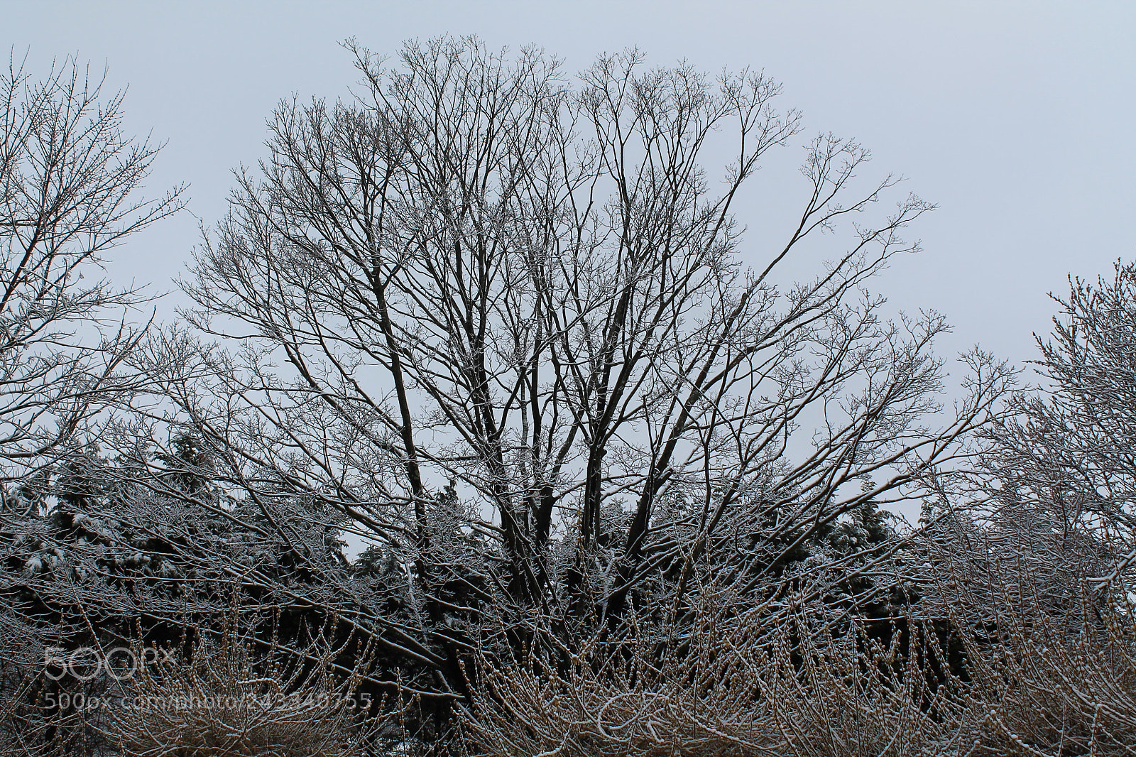 Canon EOS 1100D (EOS Rebel T3 / EOS Kiss X50) sample photo. Img photography