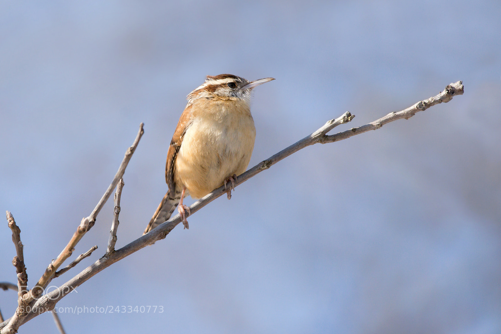 Nikon D7200 sample photo. Carolina wren photography